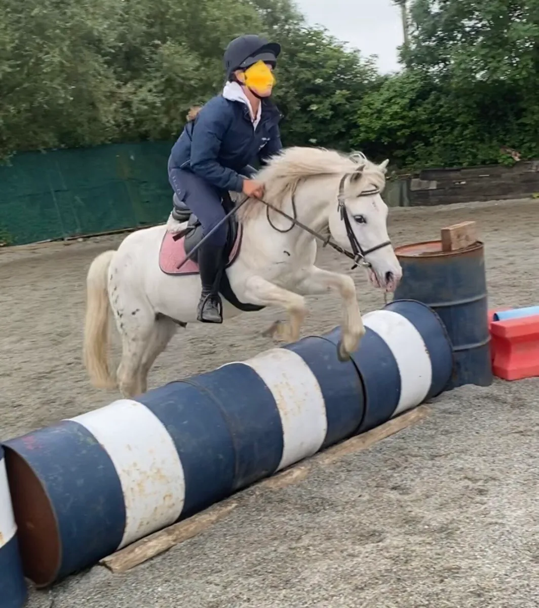 KIND & QUIET 12.1h GELDING - Image 4