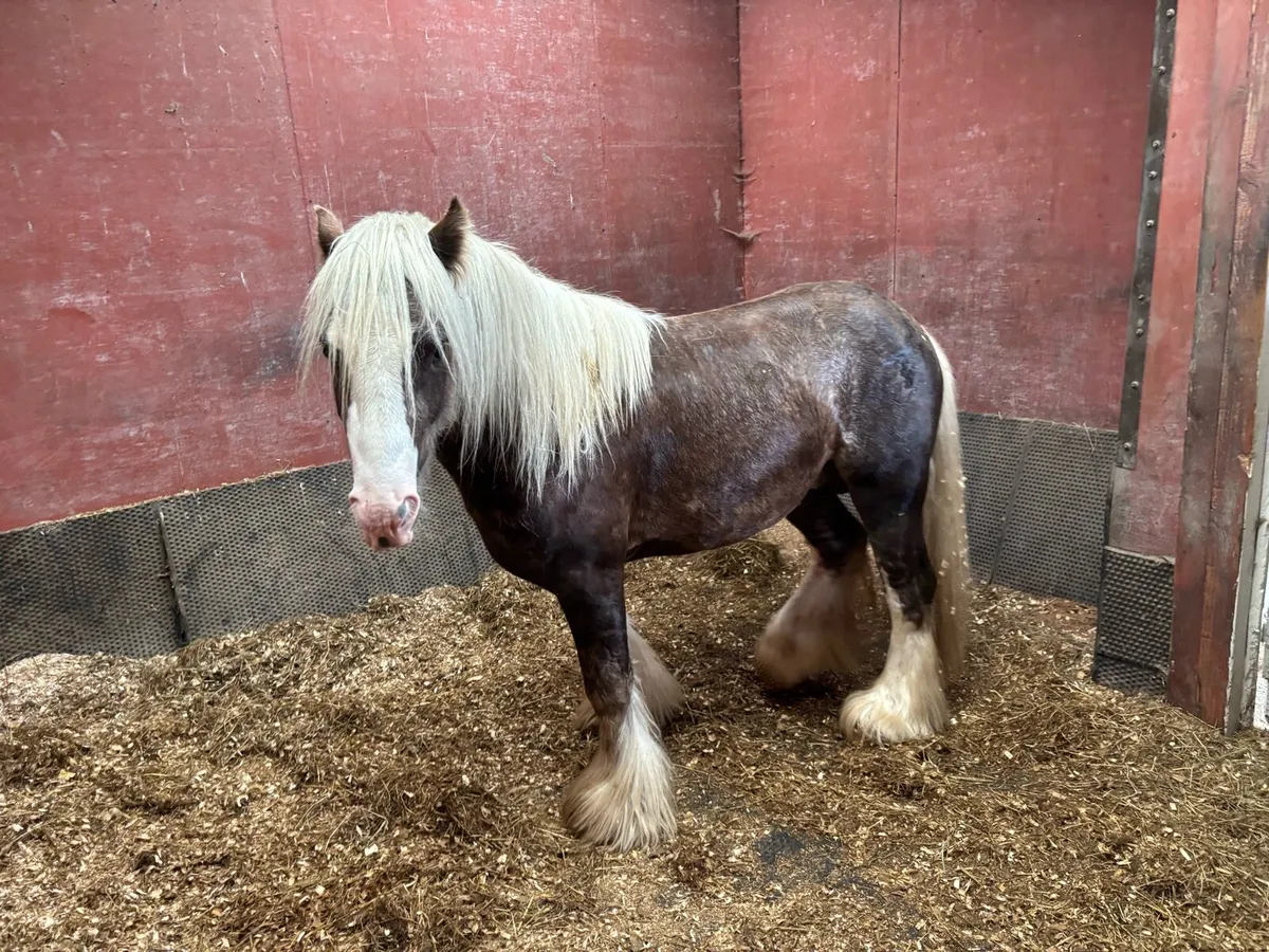 Silver Dapple Colt 3 year old - Image 2