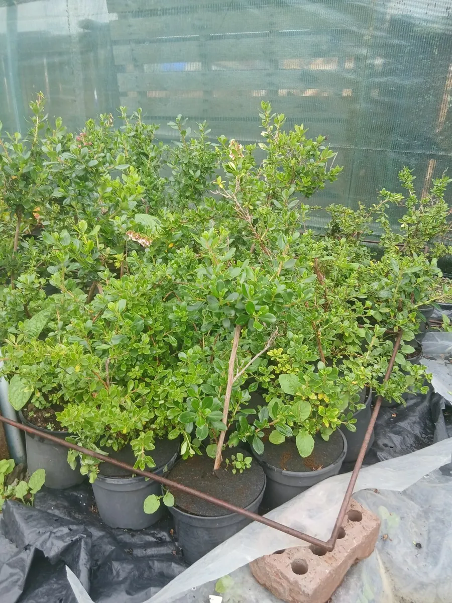 Plants - Image 1