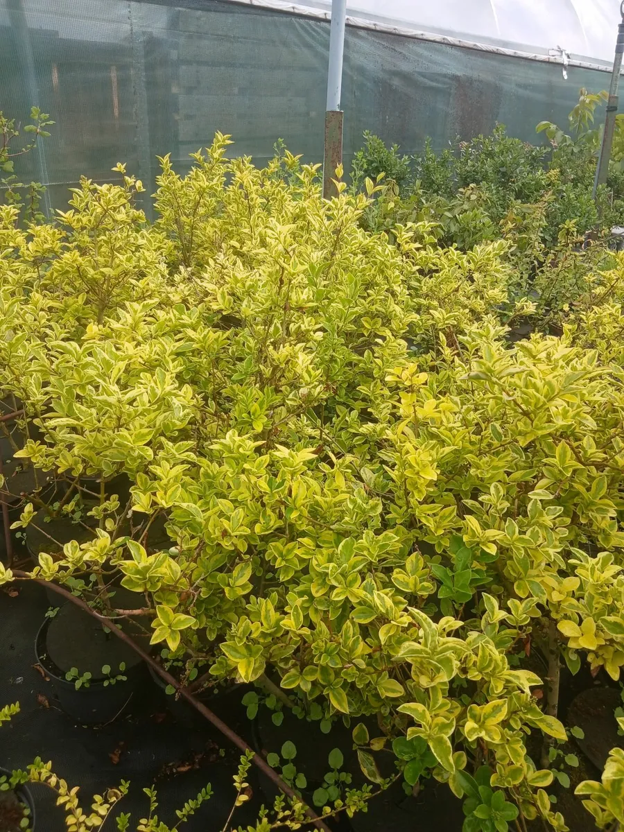 Plants - Image 3