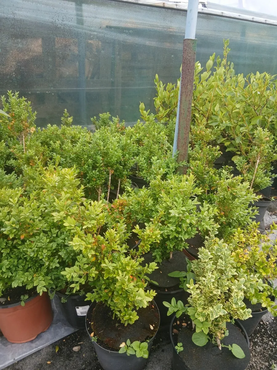 Plants - Image 4