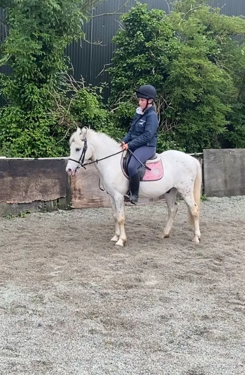 KIND & QUIET 12.1h GELDING - Image 1