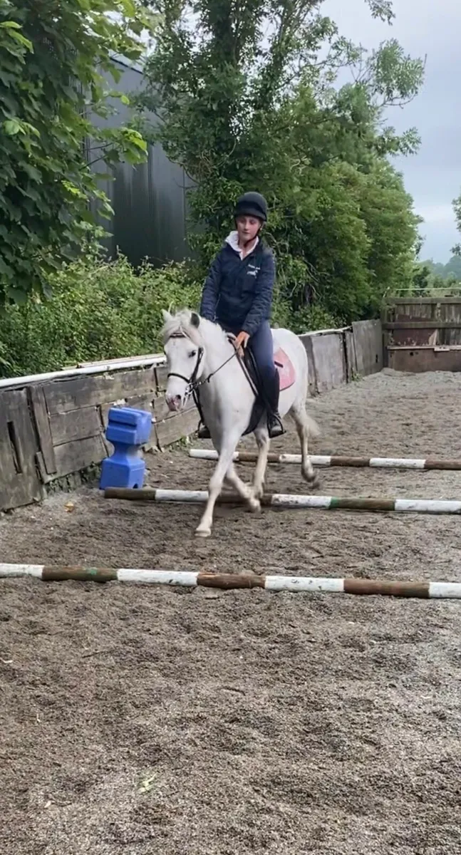 KIND & QUIET 12.1h GELDING - Image 2