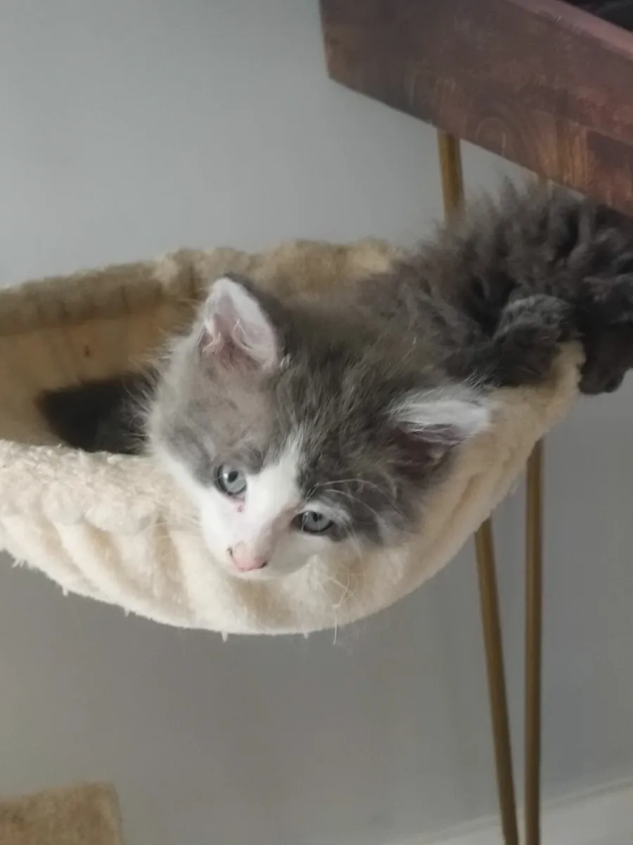 Maine Coon Mixed Kittens - Image 2