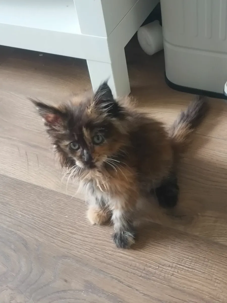 Maine Coon Mixed Kittens - Image 3