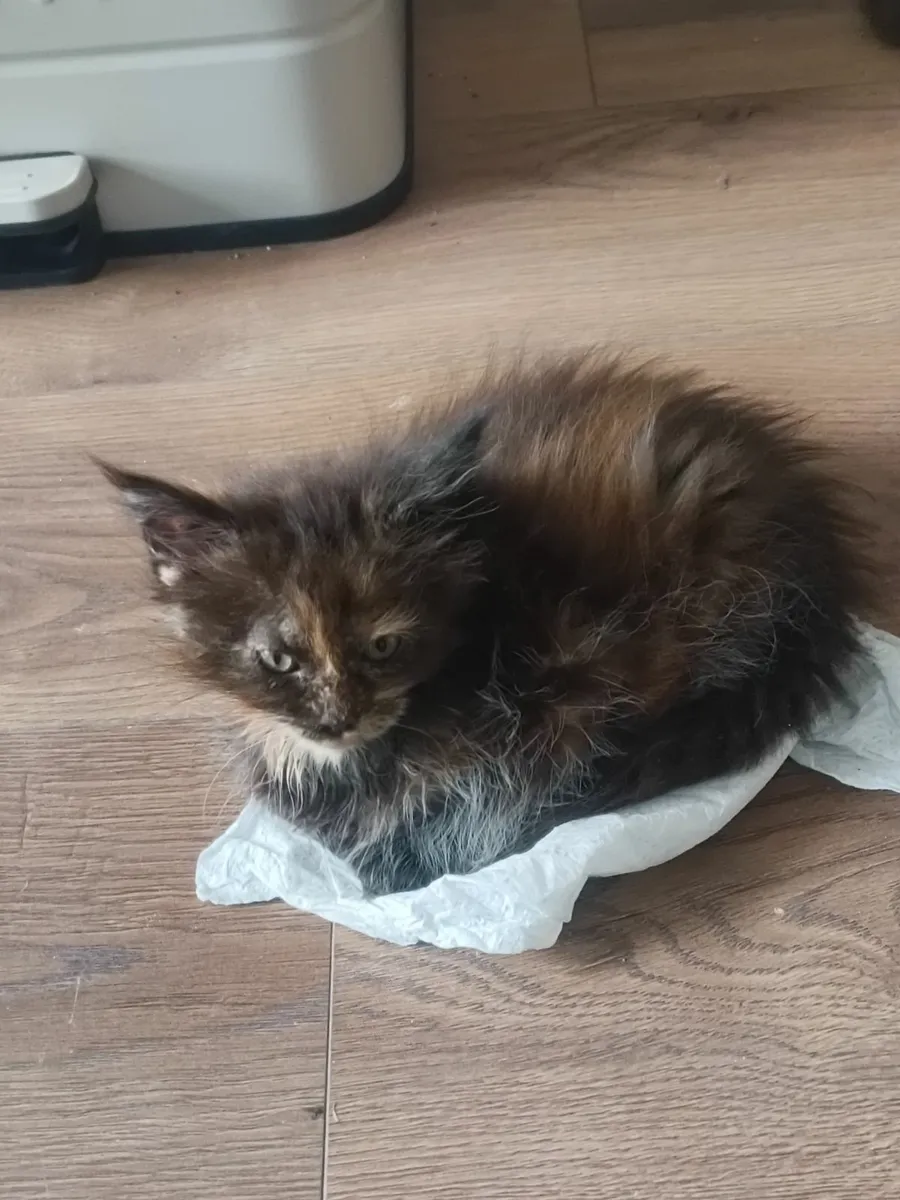 Maine Coon Mixed Kittens - Image 4