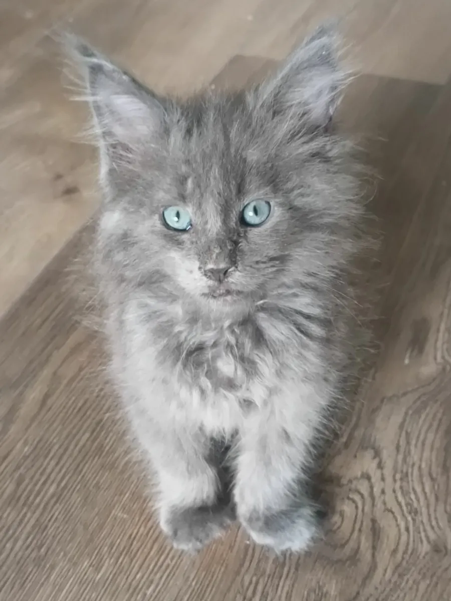 Maine Coon Mixed Kittens - Image 1