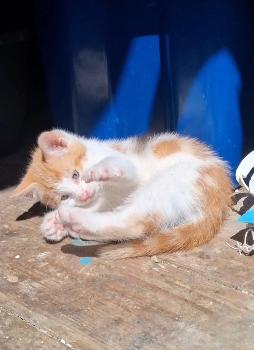 Kitten - Image 1