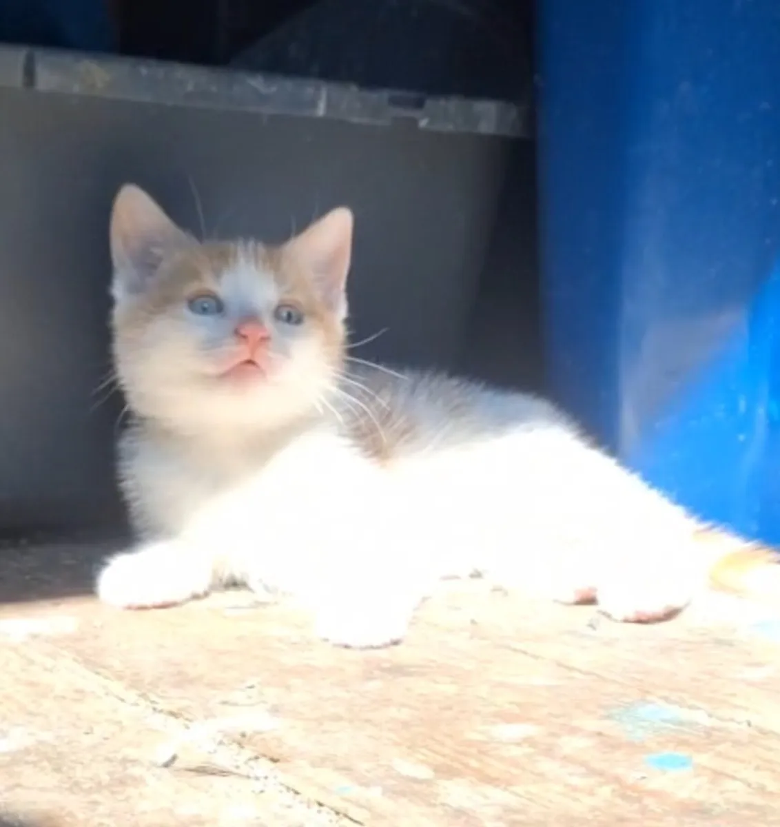 Kitten - Image 2