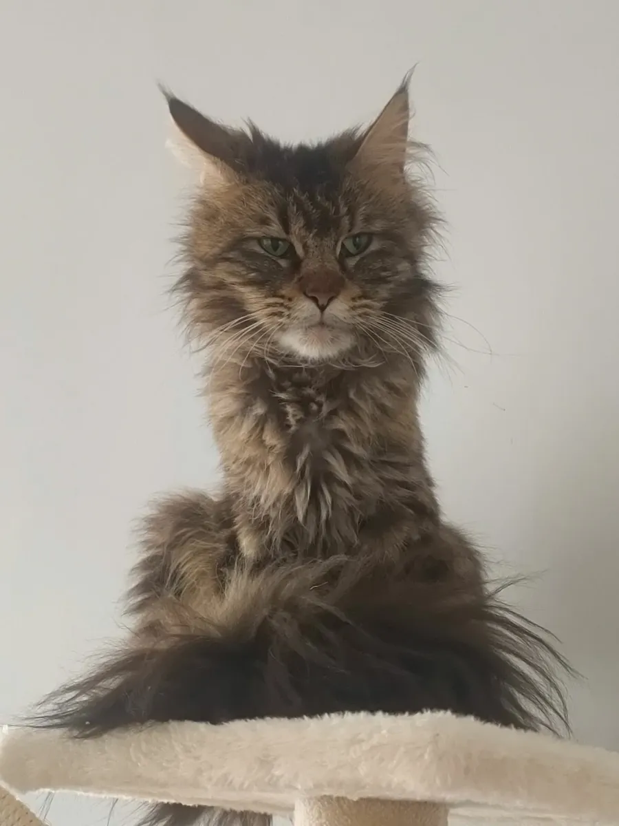 Maine Coon Mixed Kittens - Image 2