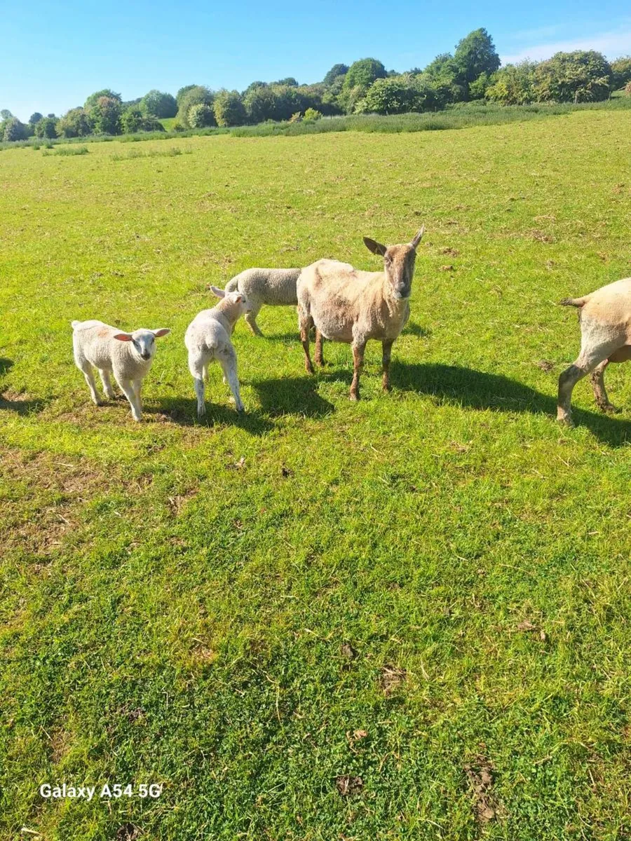 Organic ewes with lambs - Image 1