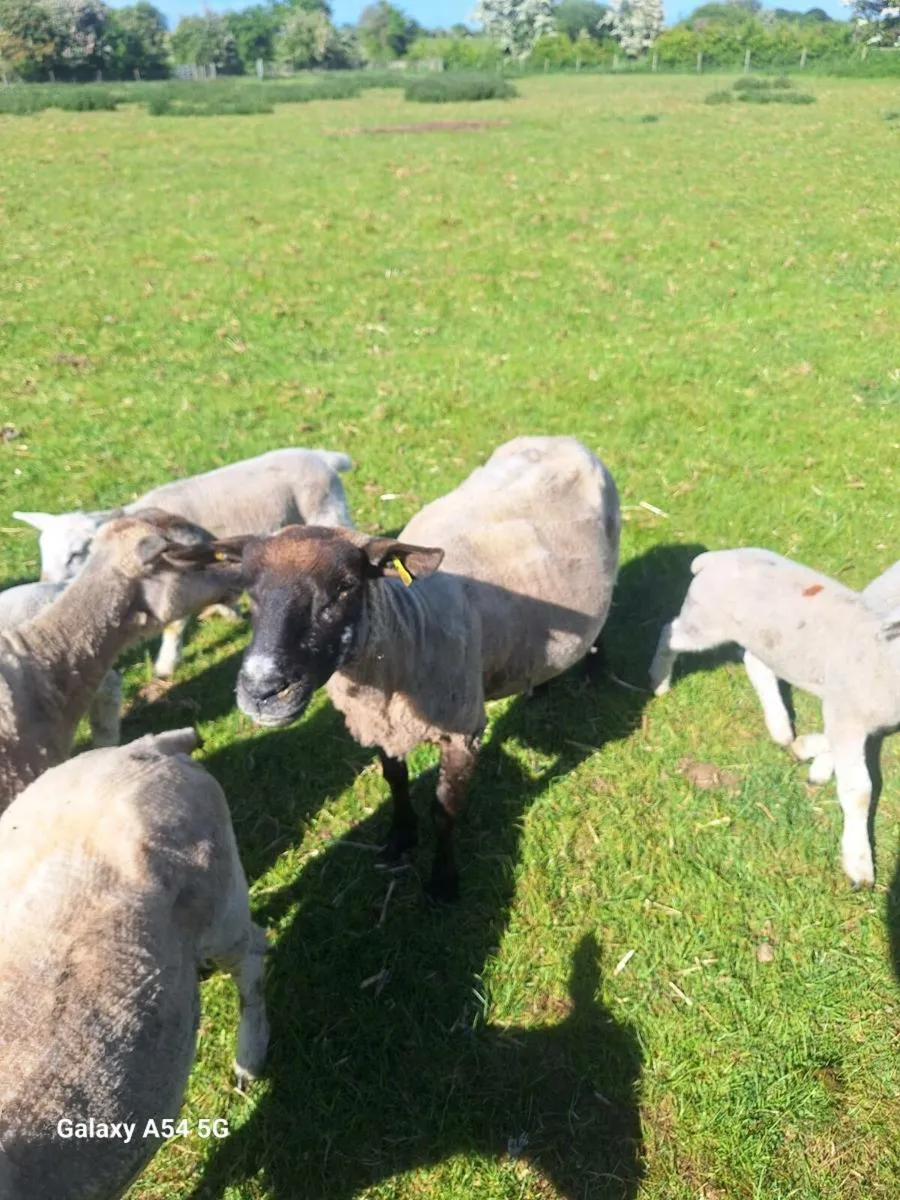 Organic ewes with lambs - Image 3