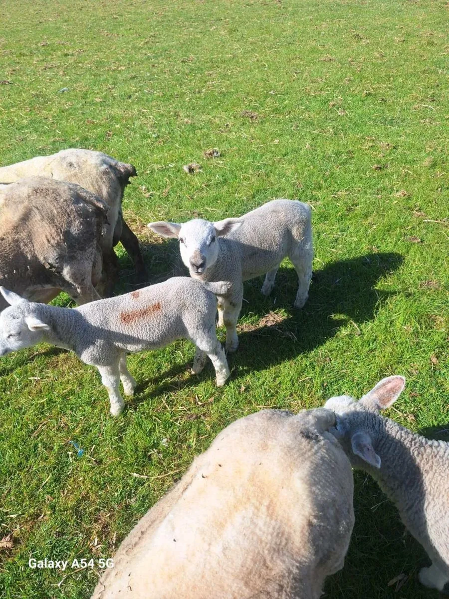 Organic ewes with lambs - Image 4