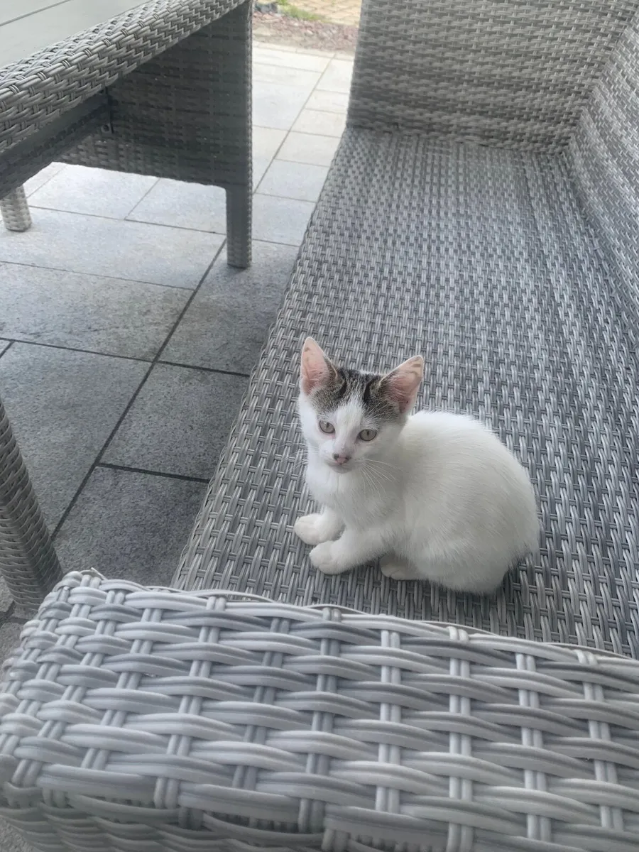 Kitten - Image 1