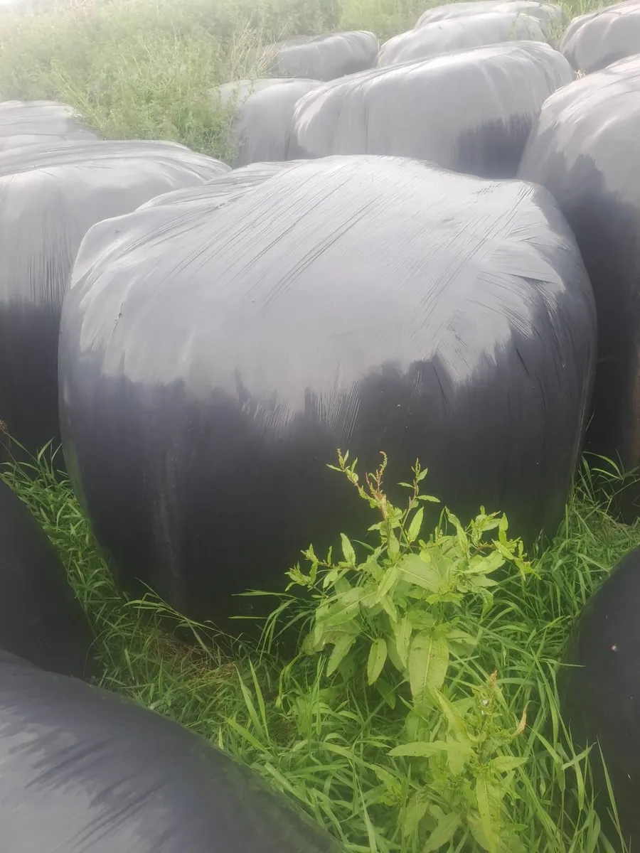 Silage and haylage for sale - Image 2