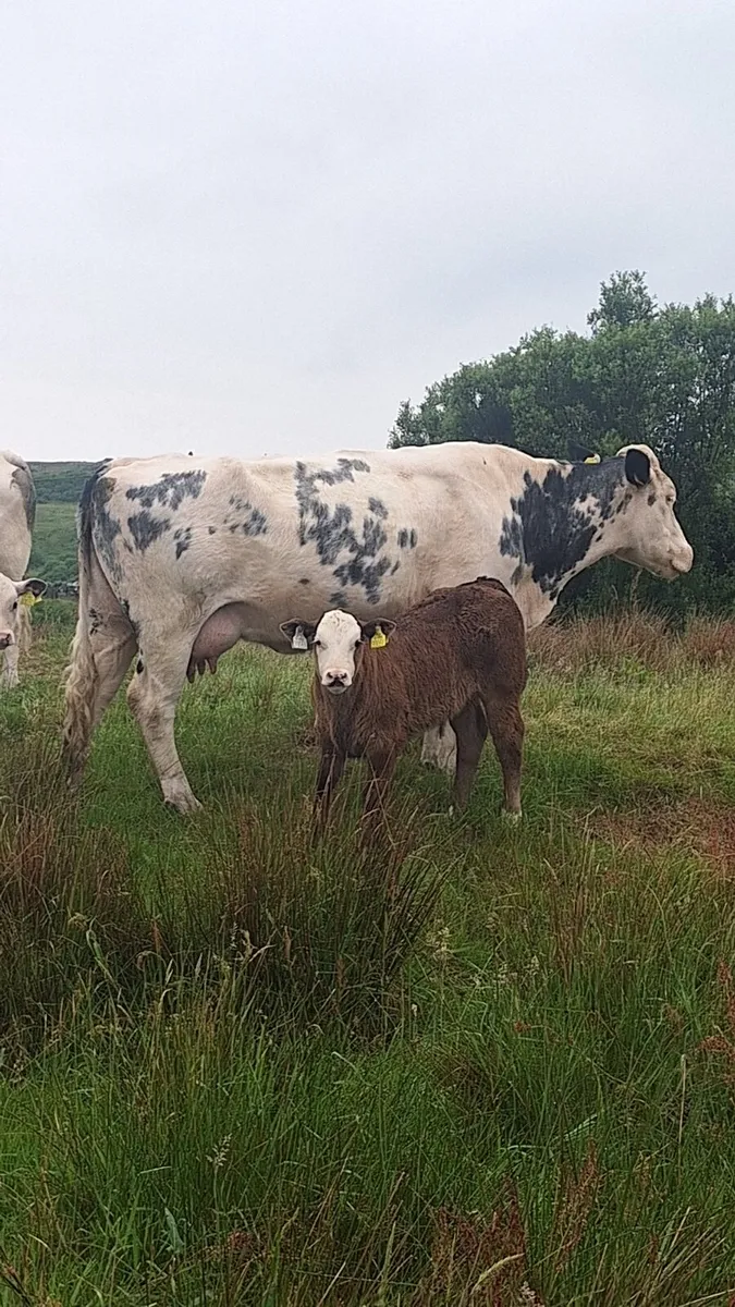 Super cow and calf - Image 1