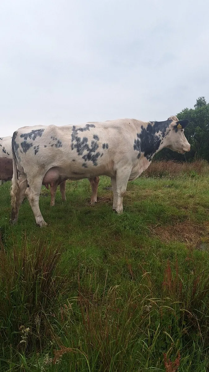 Super cow and calf - Image 2