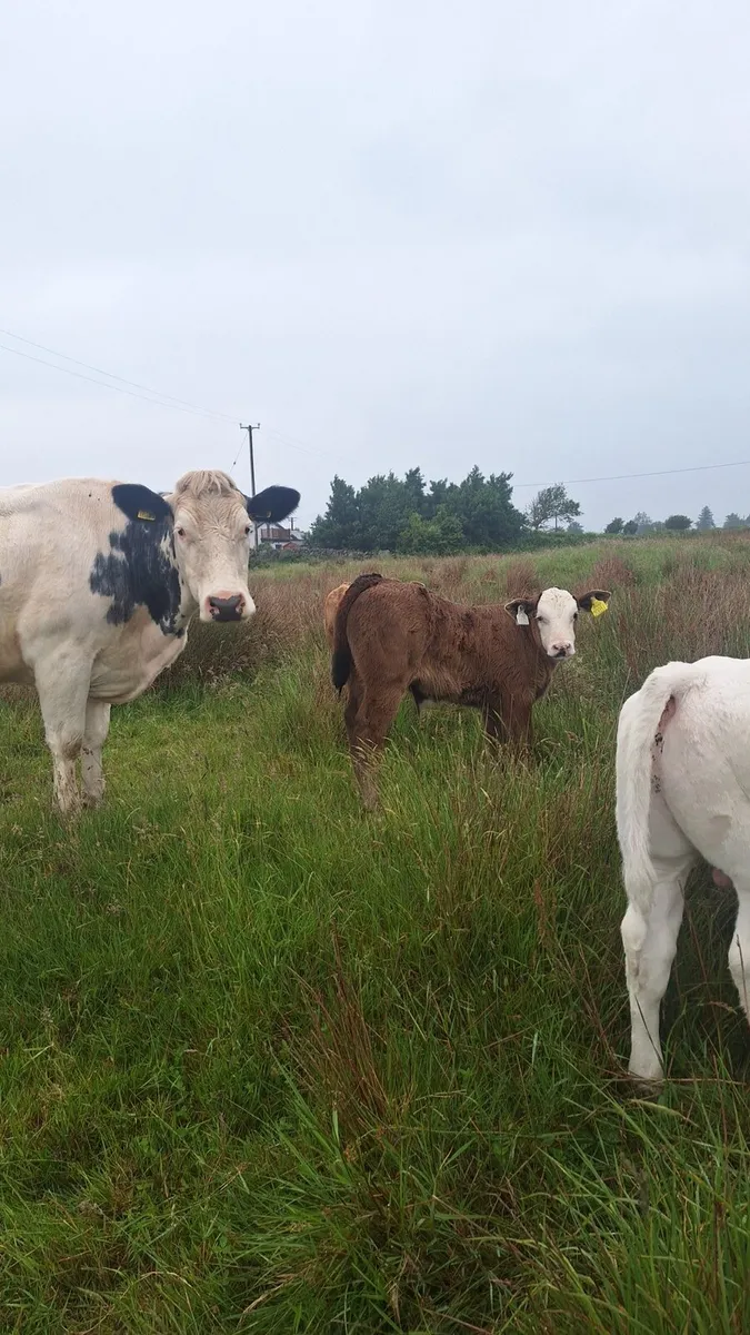 Super cow and calf - Image 3