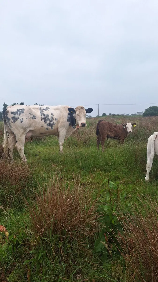 Super cow and calf - Image 4
