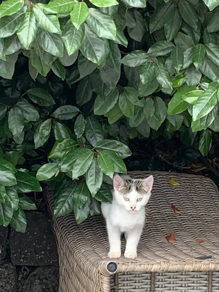 Kitten - Image 2