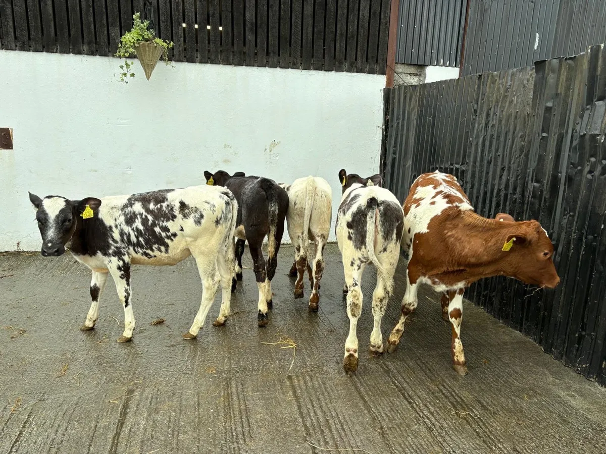 5 Super Continental 4-5 month old Belgian Blue - Image 2