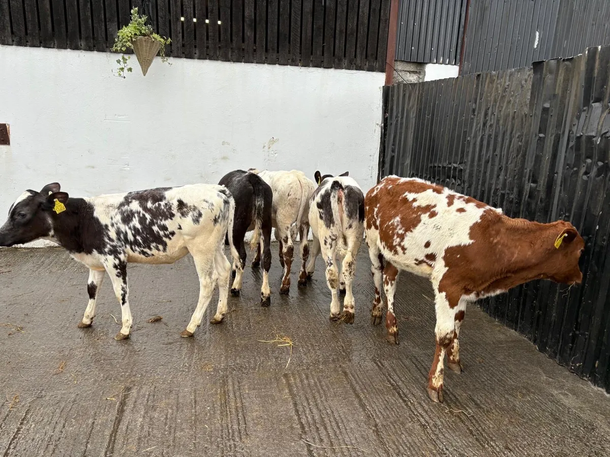 5 Super Continental 4-5 month old Belgian Blue - Image 3