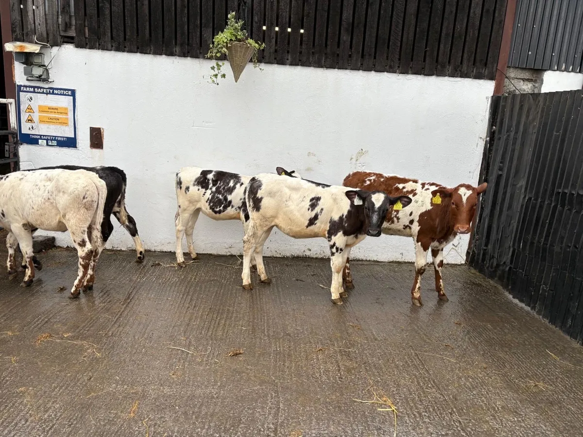 5 Super Continental 4-5 month old Belgian Blue - Image 4