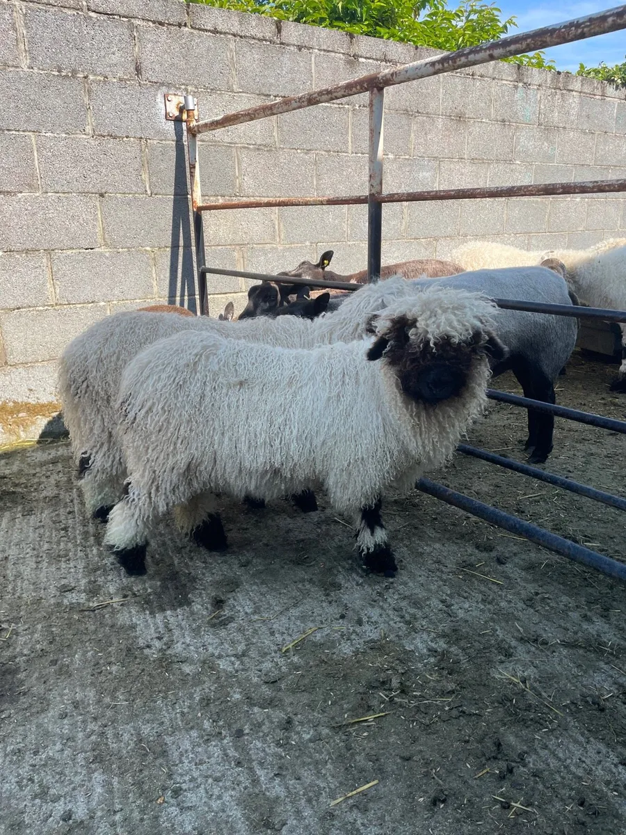 Valais Blacknose ewe lambs - Image 1