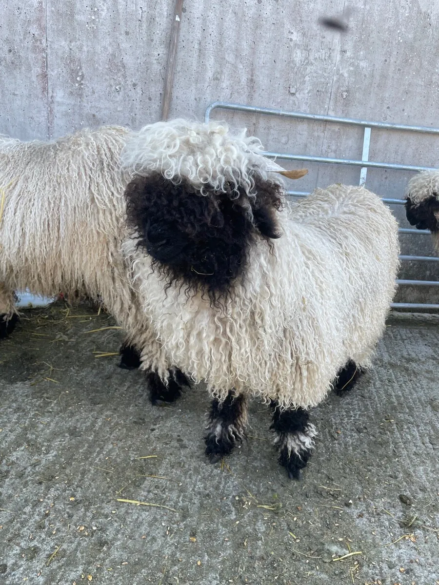 Valais Blacknose ewe lambs - Image 2