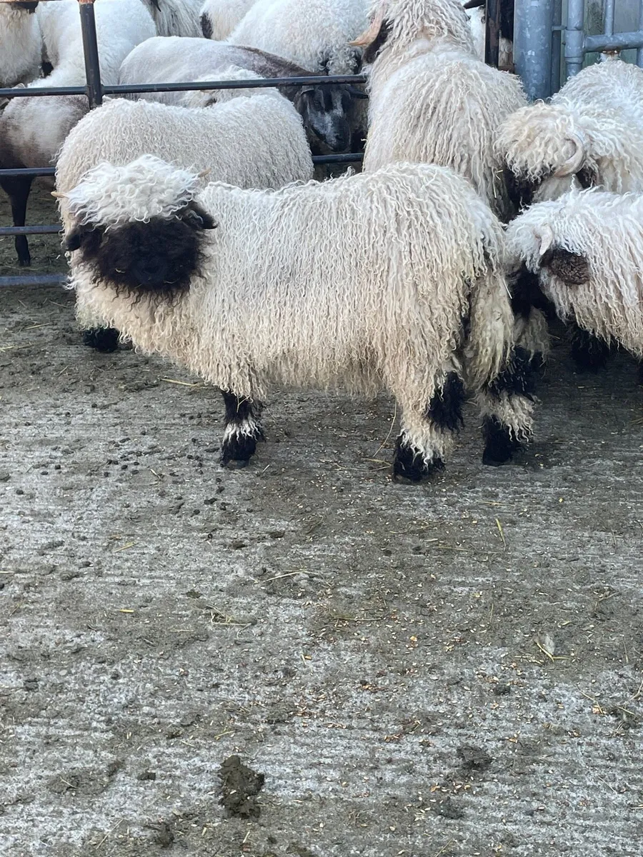 Valais Blacknose ewe lambs - Image 3
