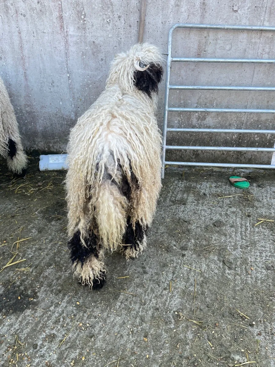 Valais Blacknose ewe lambs - Image 4