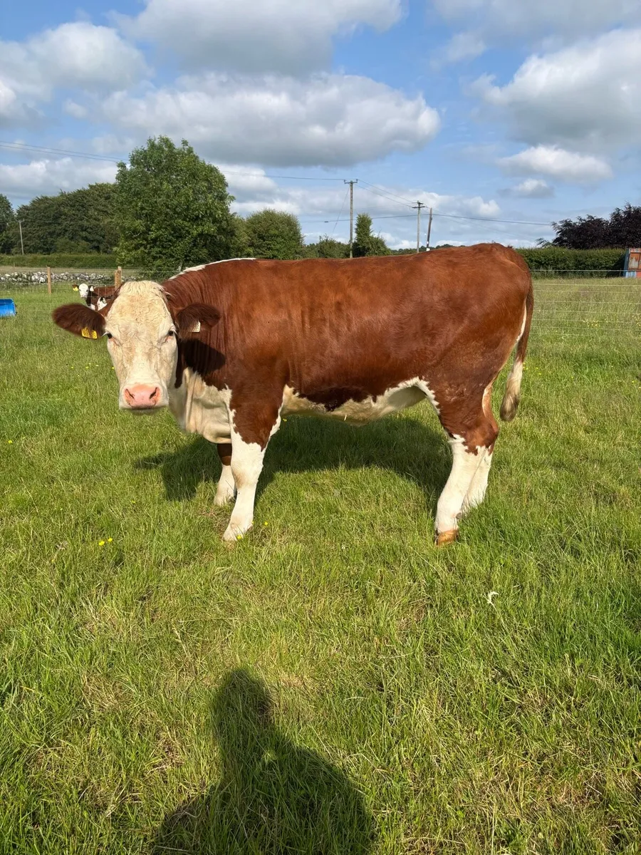 Heifers for sale - Image 2