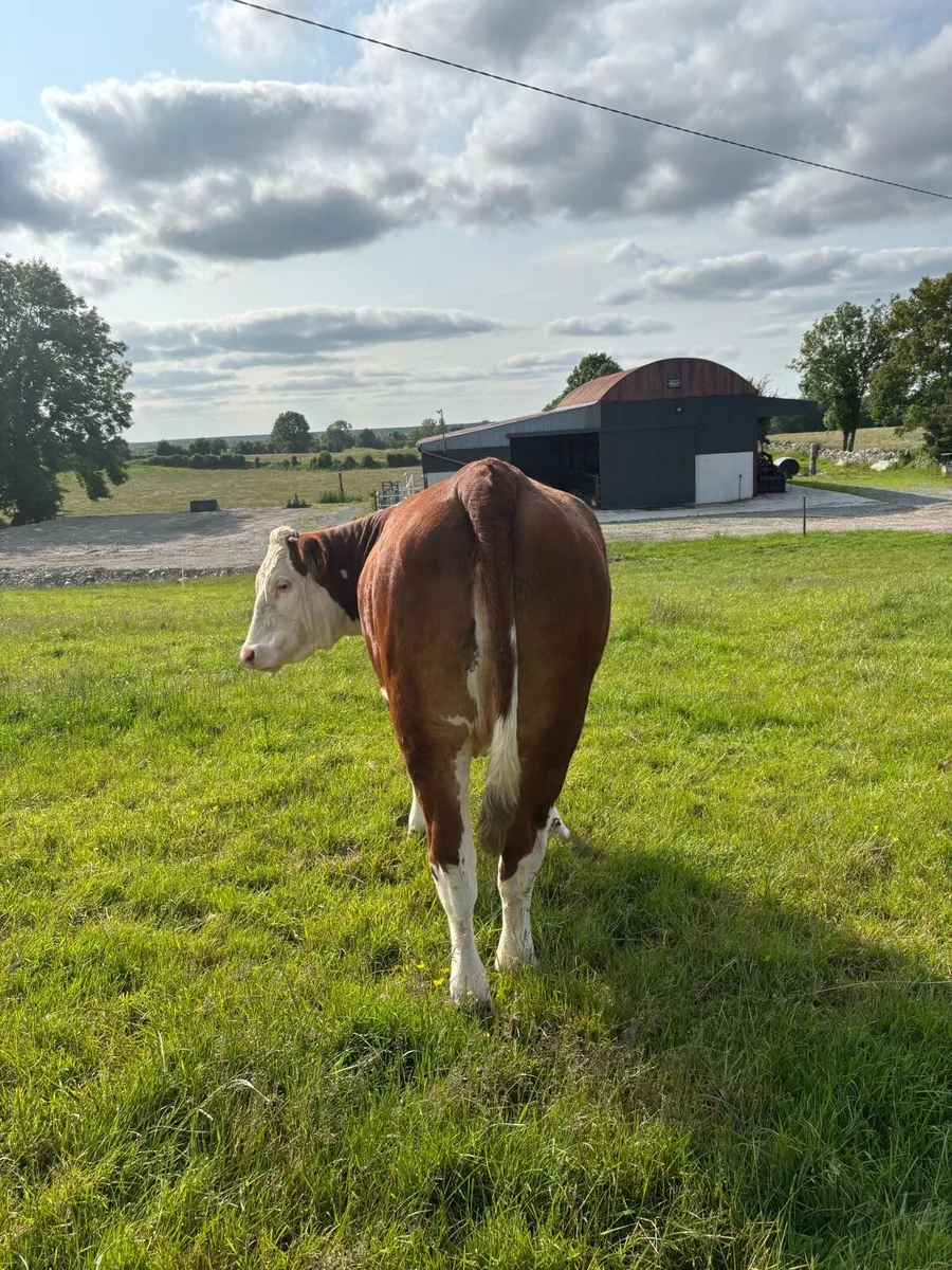 Heifers for sale - Image 3