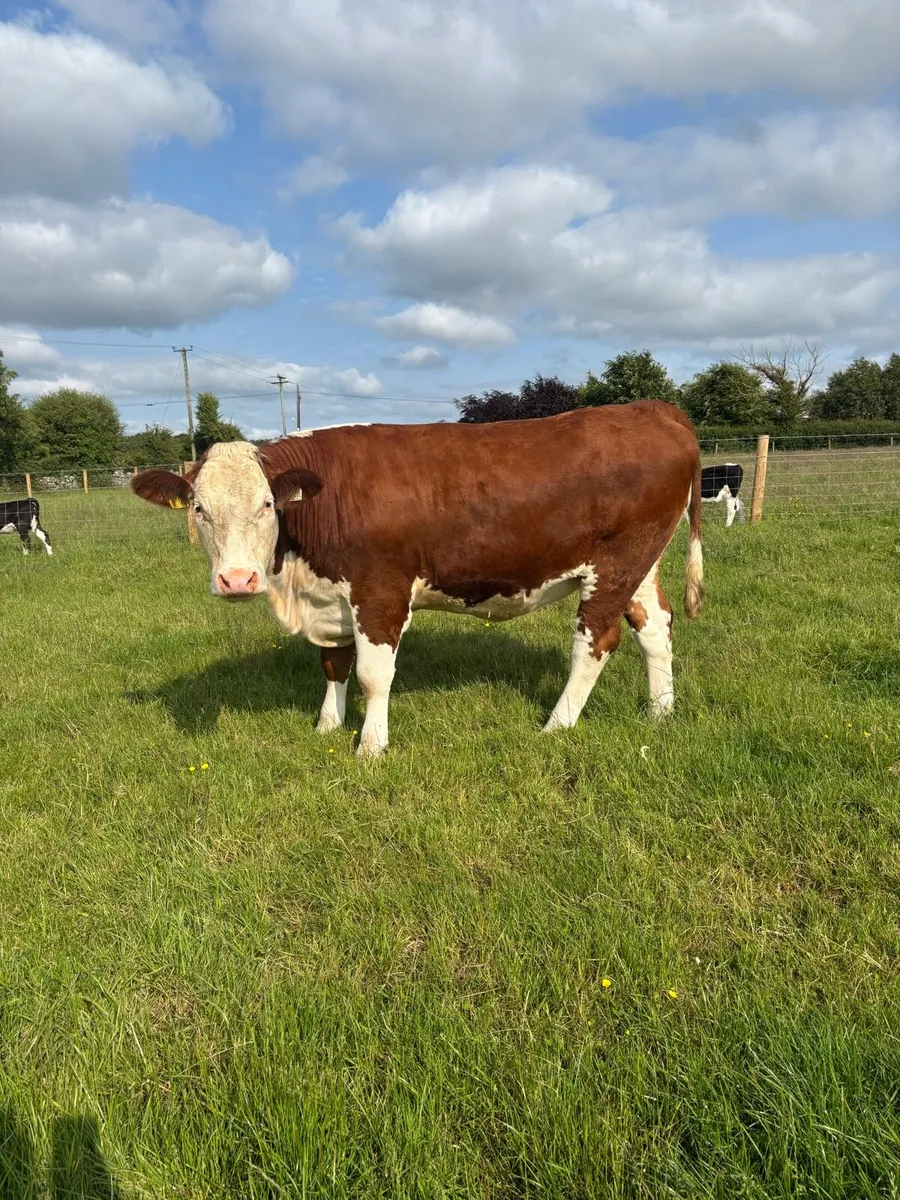 Heifers for sale - Image 4