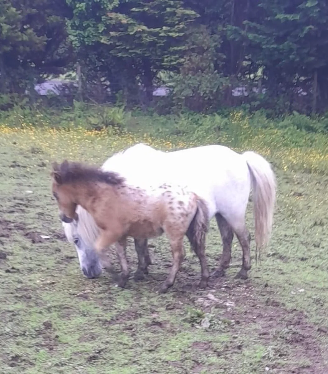 Falabella Ponies with Foals for Sale - Image 1