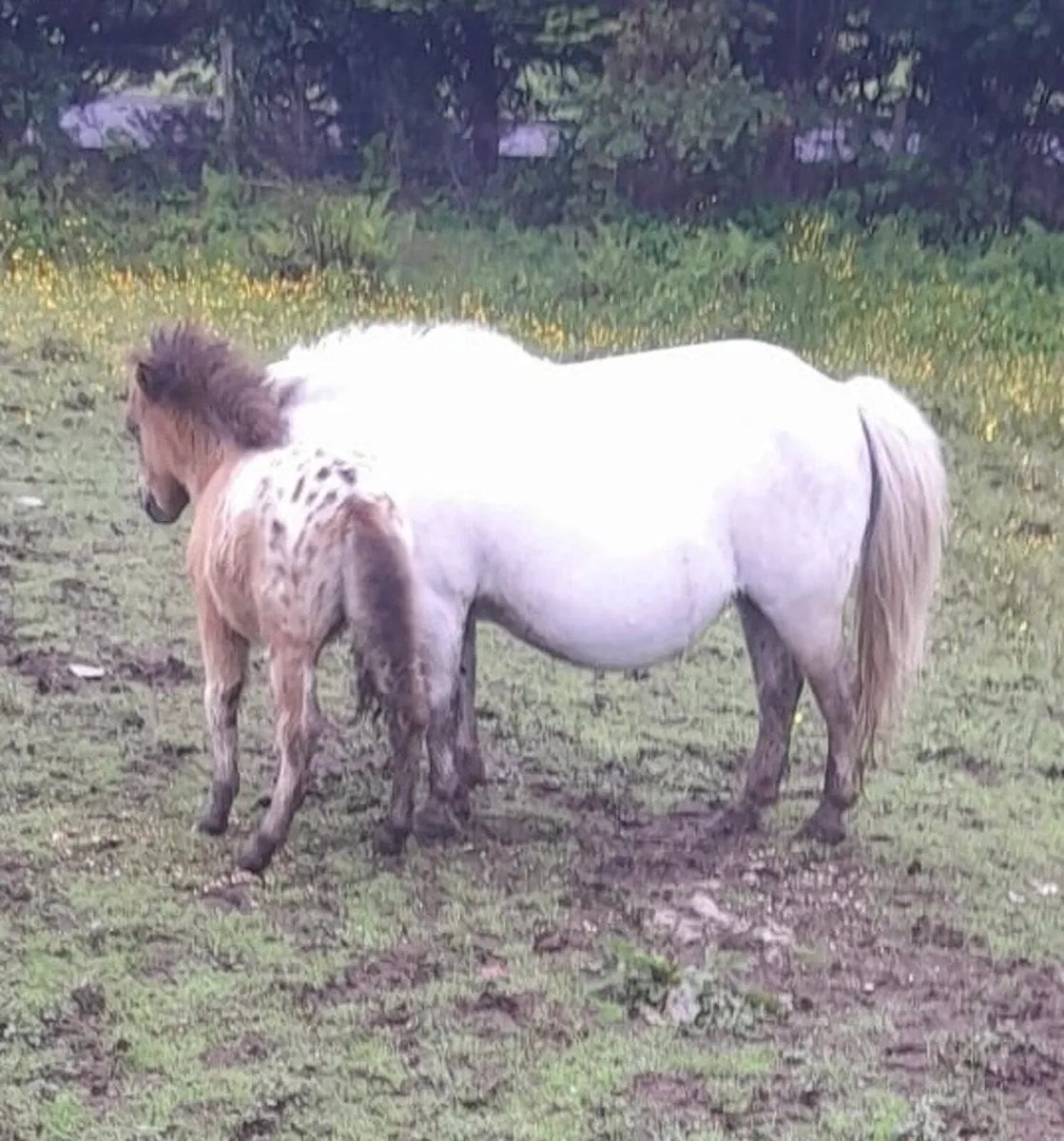 Falabella Ponies with Foals for Sale - Image 2