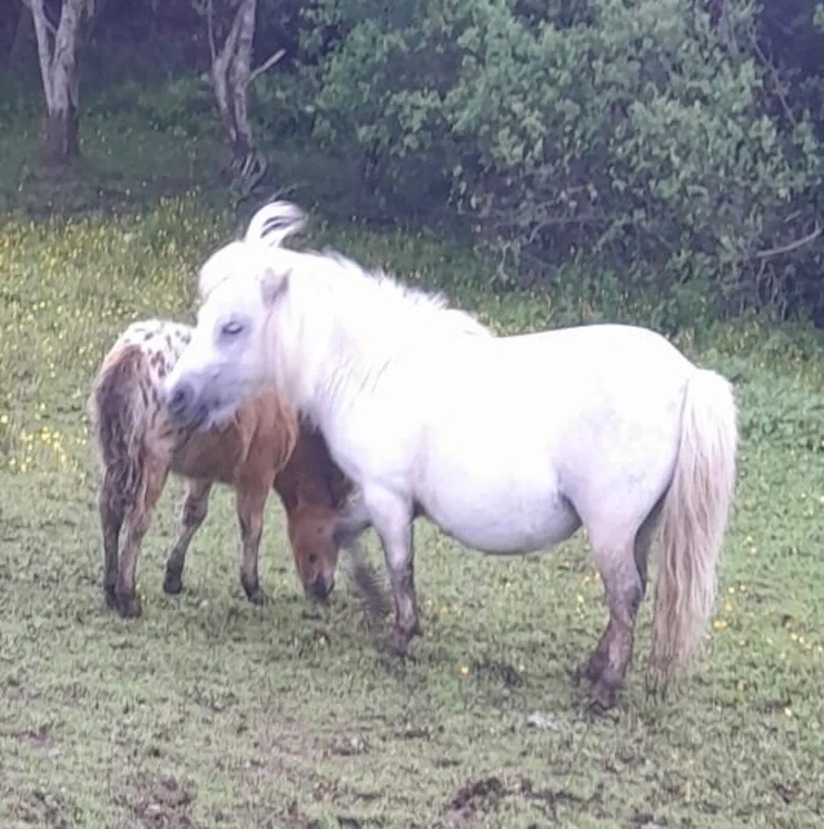 Falabella Ponies with Foals for Sale - Image 3