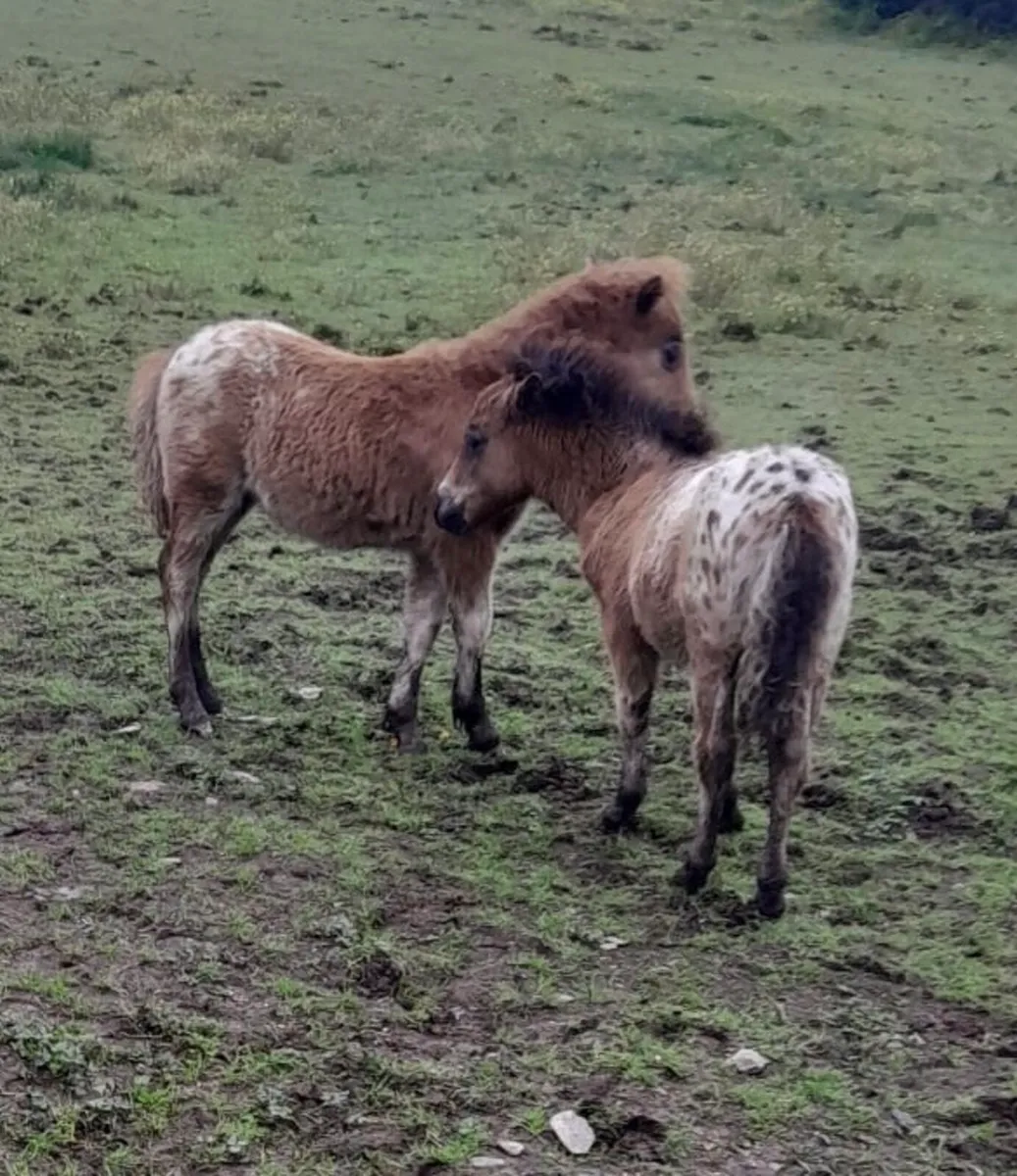 Falabella Ponies with Foals for Sale - Image 4