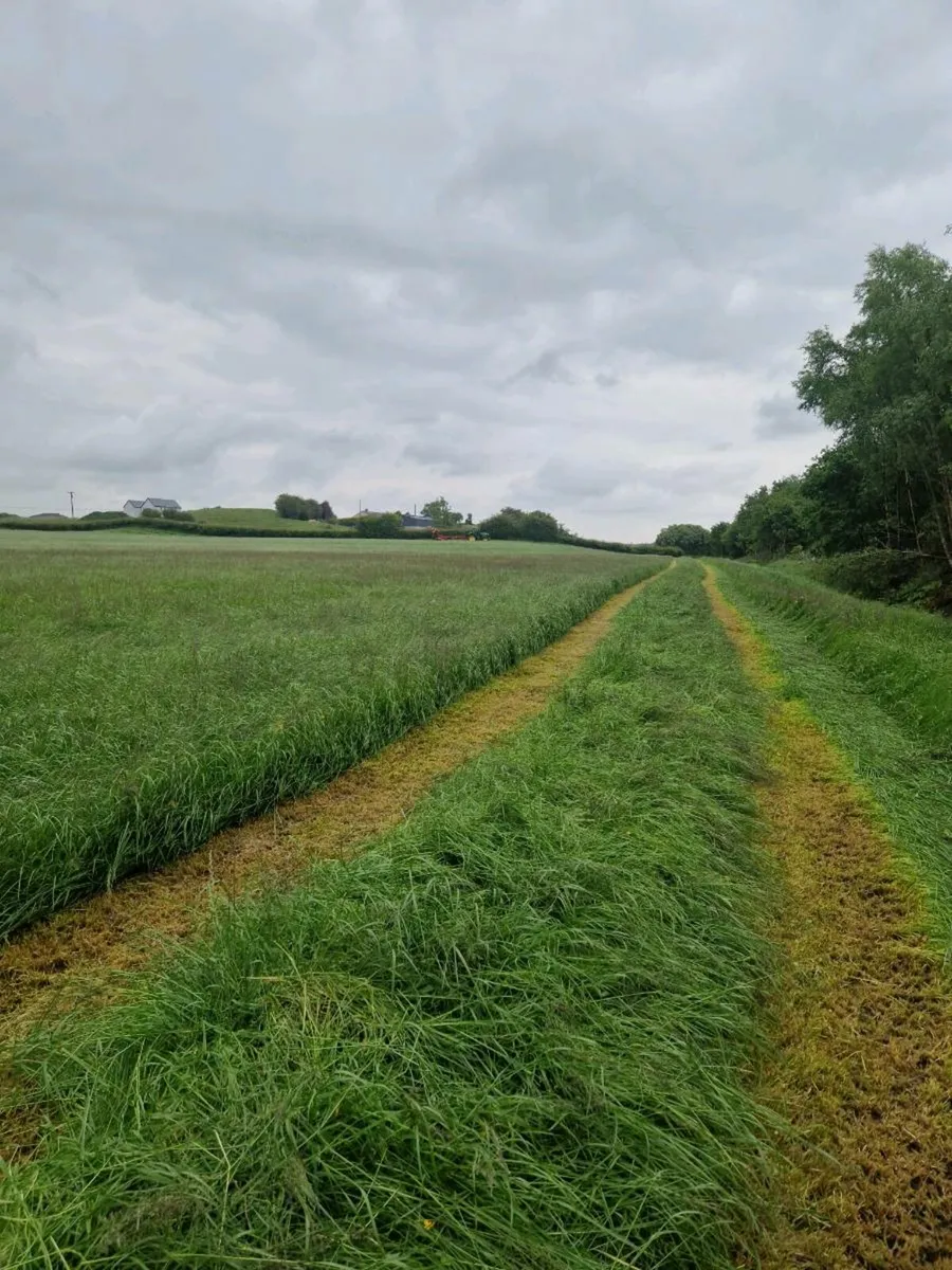 Bales of silage - Image 1