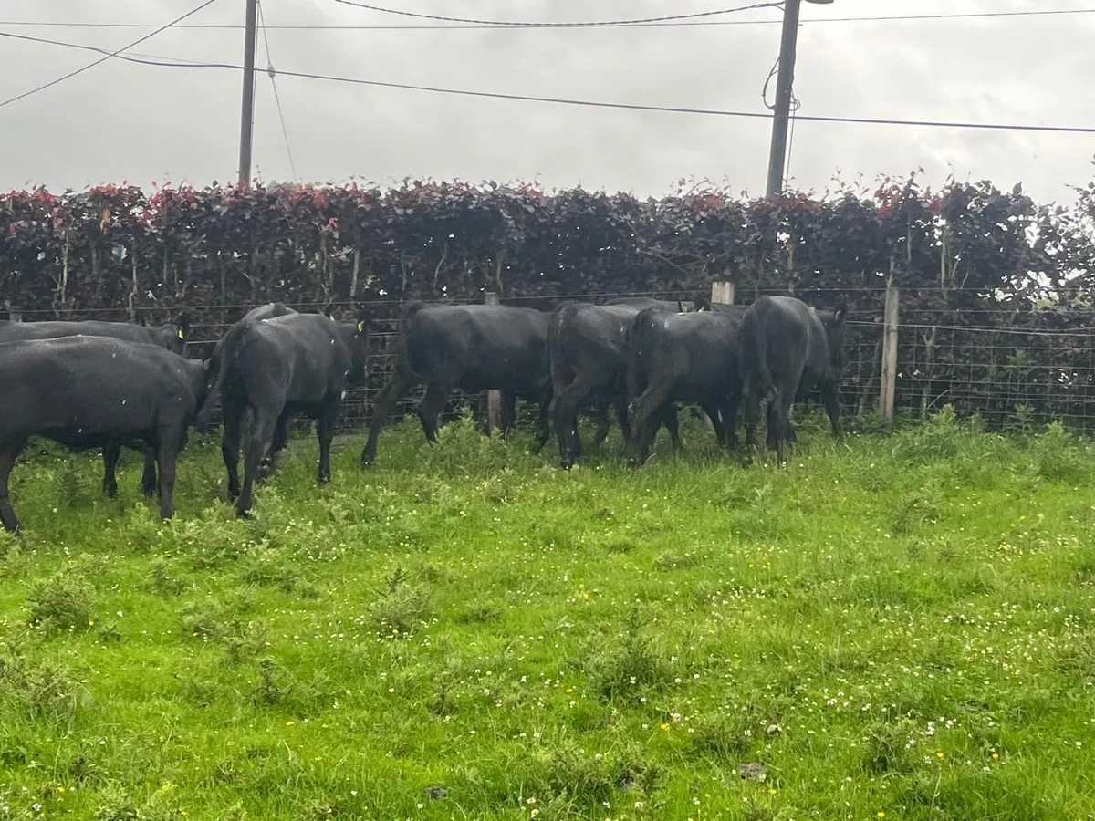 12 super  Angus store heifers - Image 1