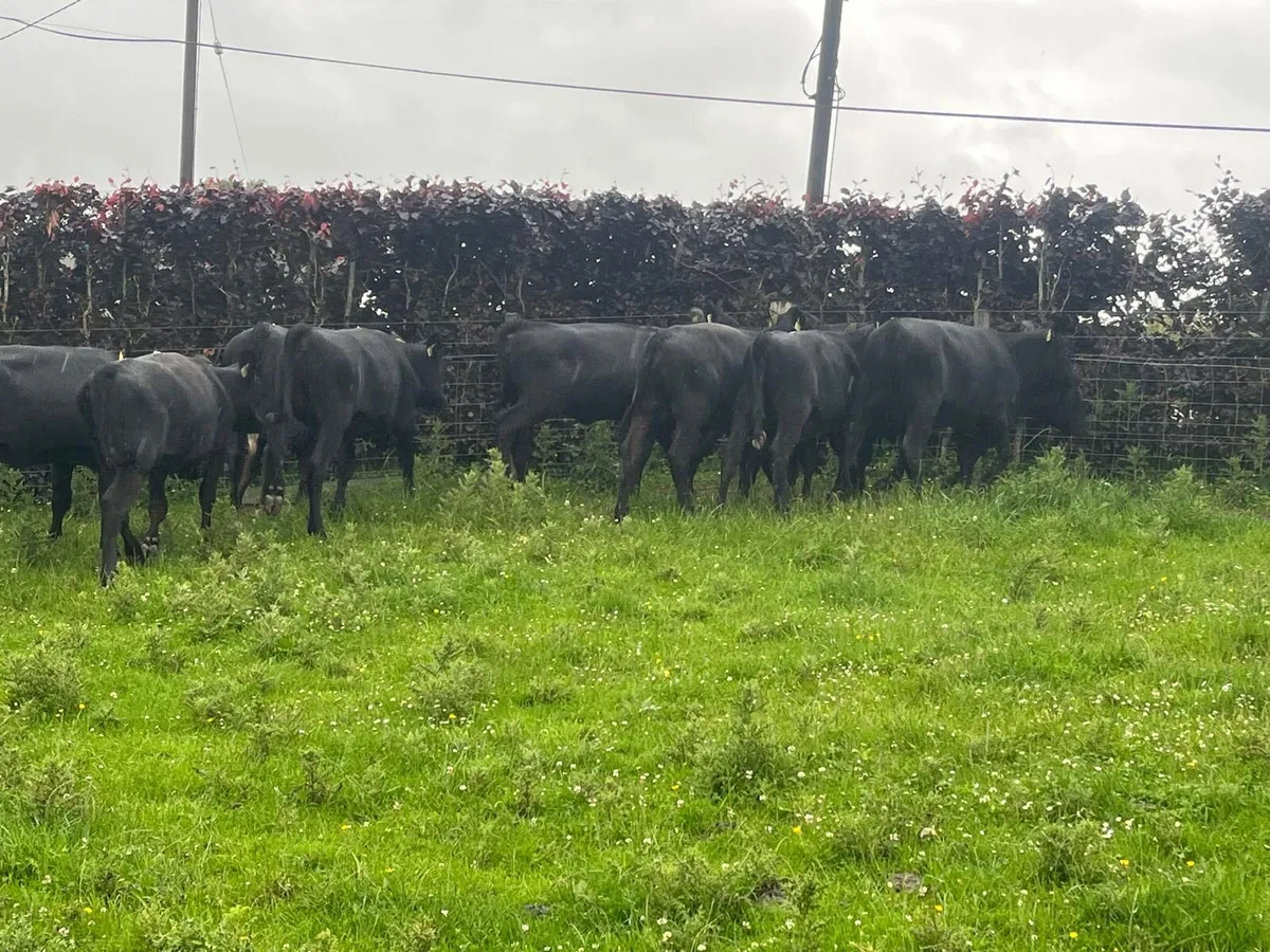 12 super  Angus store heifers - Image 2