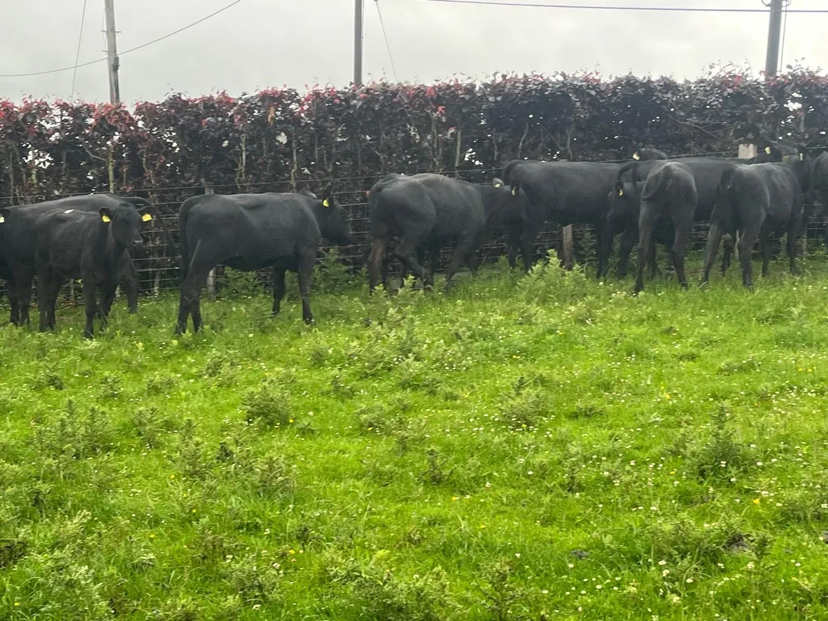 12 super  Angus store heifers - Image 3
