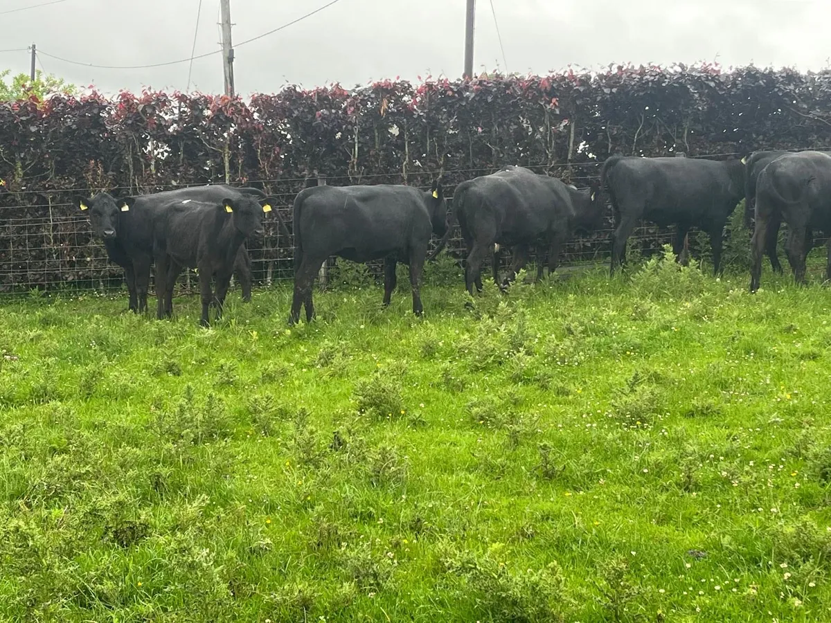 12 super  Angus store heifers - Image 4