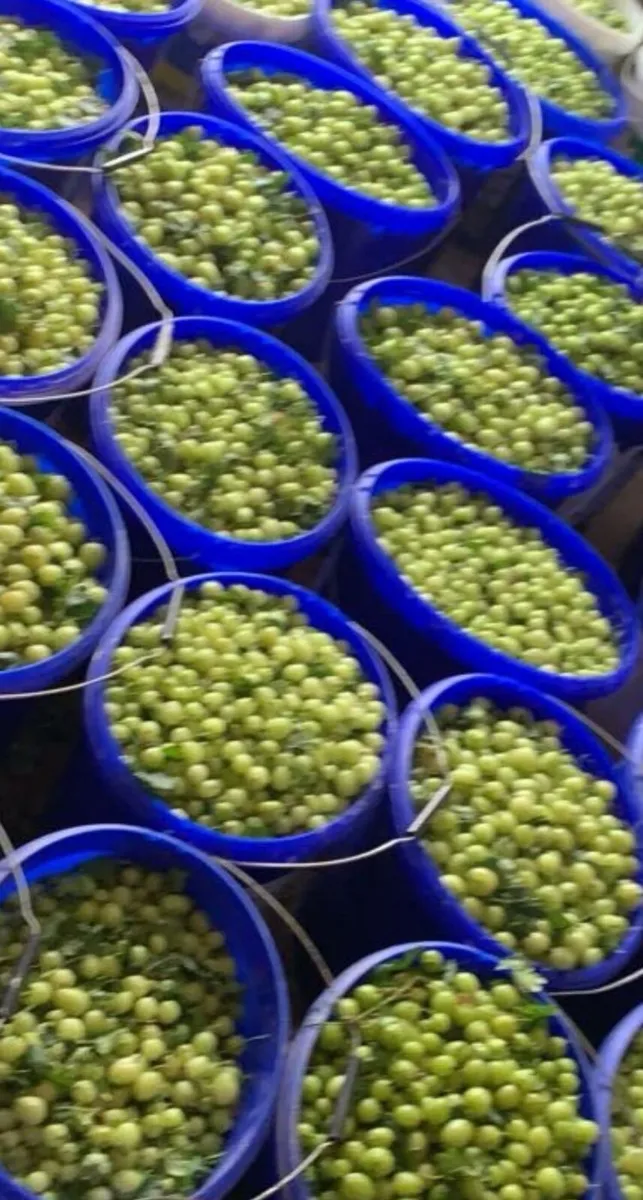 Gooseberries