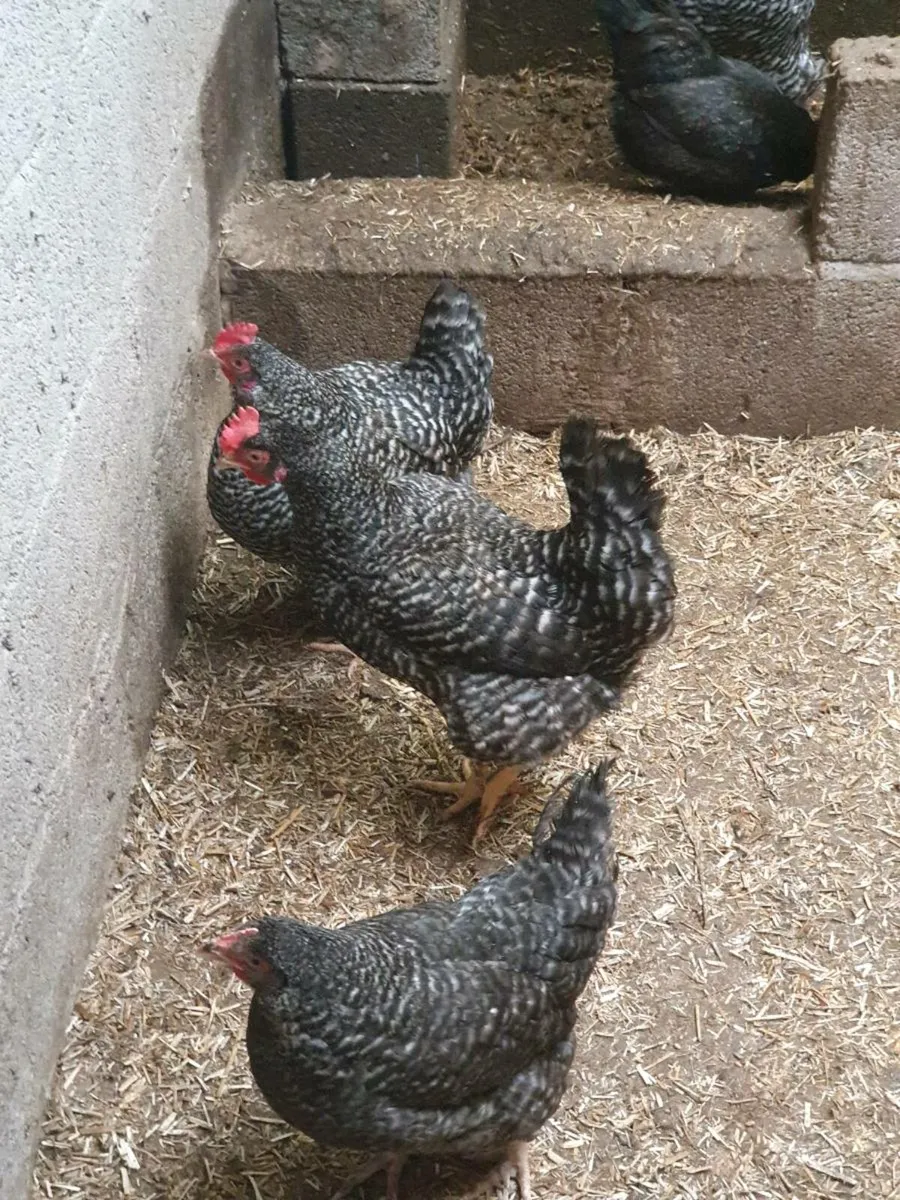 Hens/pullets every day in kildare - Image 1