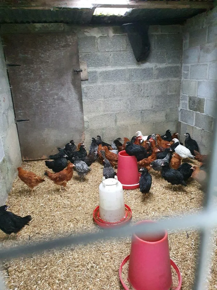 Hens/pullets every day in kildare - Image 4