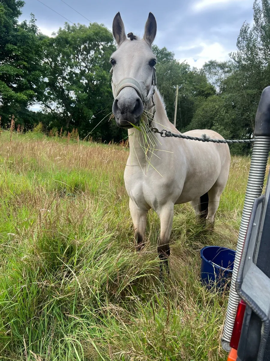 128 pony - Image 4