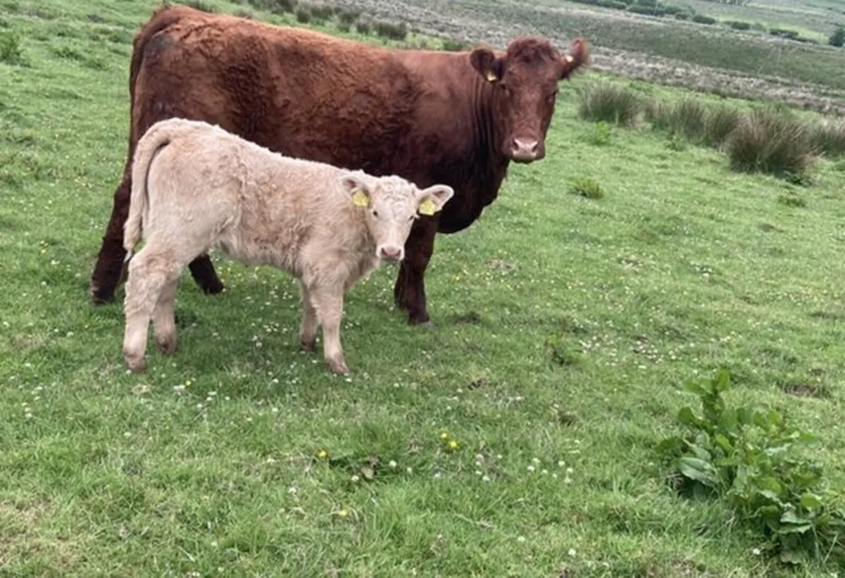 Saler Cattle