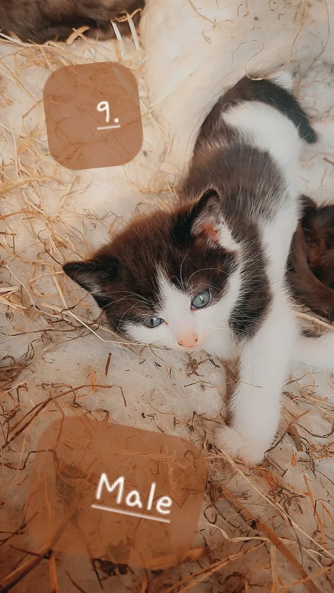 Kittens - Image 2