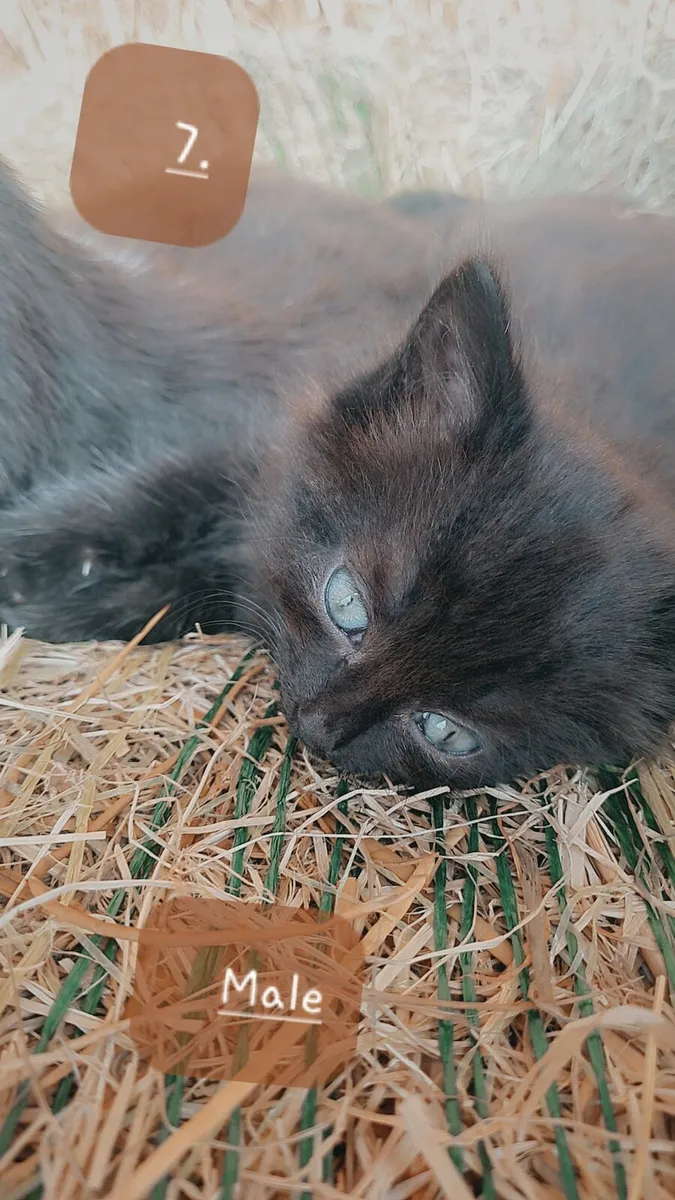 Kittens - Image 1